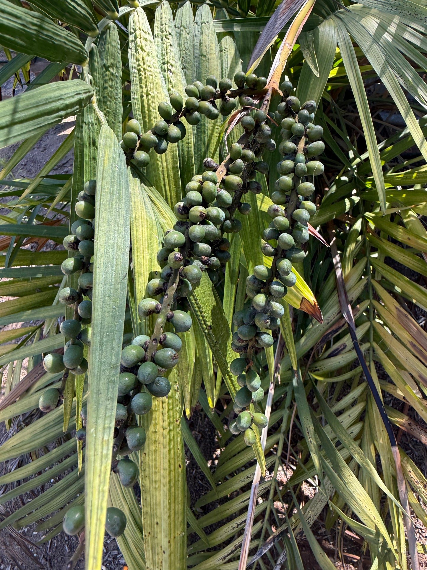 Chamaedorea radicalis (Mexican Parlor Palm) - 100 Seeds - Bulk