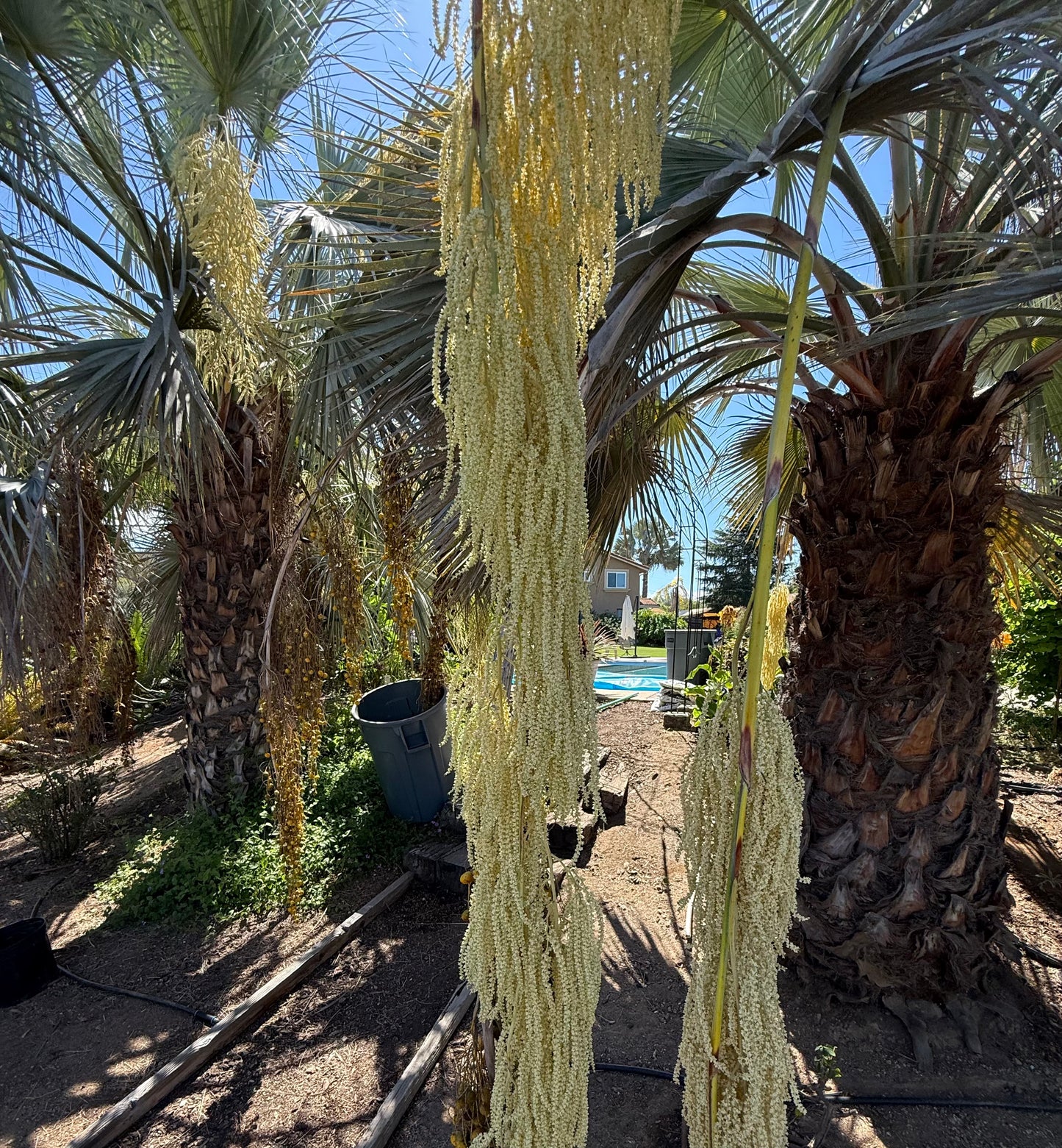 Brahea armata (Mexican Blue Palm, Blue Hesper Palm) - 1000 Seeds - Bulk