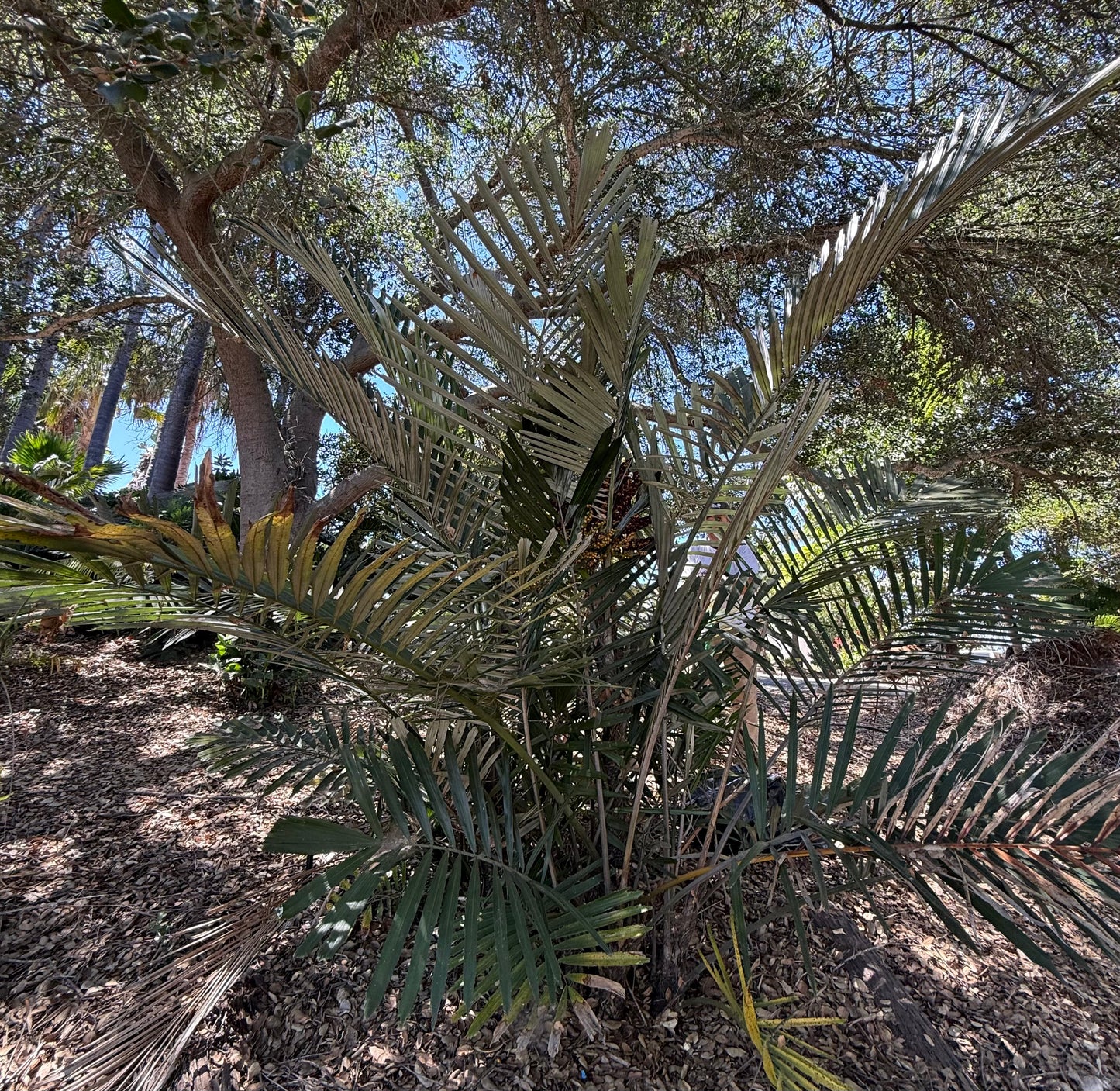 Arenga engleri (Dwarf Sugar Palm, Formosa Palm) - 100 Seeds - Bulk