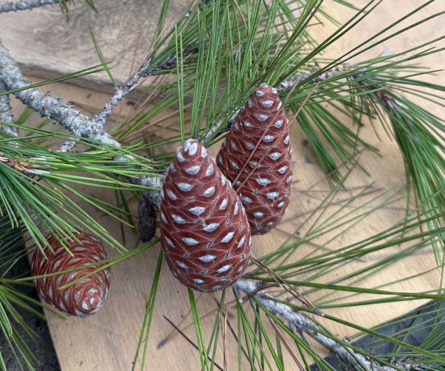 Pinus halepensis (Aleppo Pine) - 1000 Seeds - Bulk