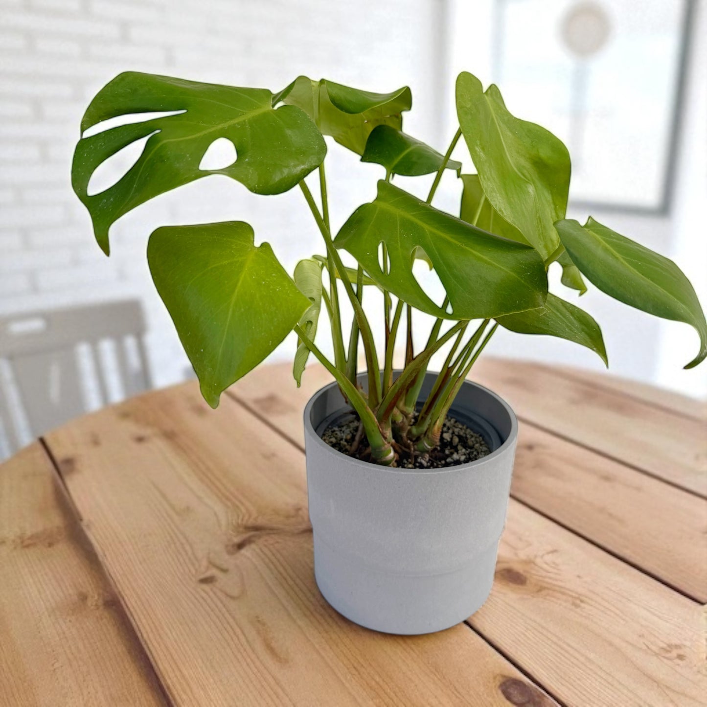 Monstera deliciosa – 100 Seeds – Easy to Germinate & Fun to Grow