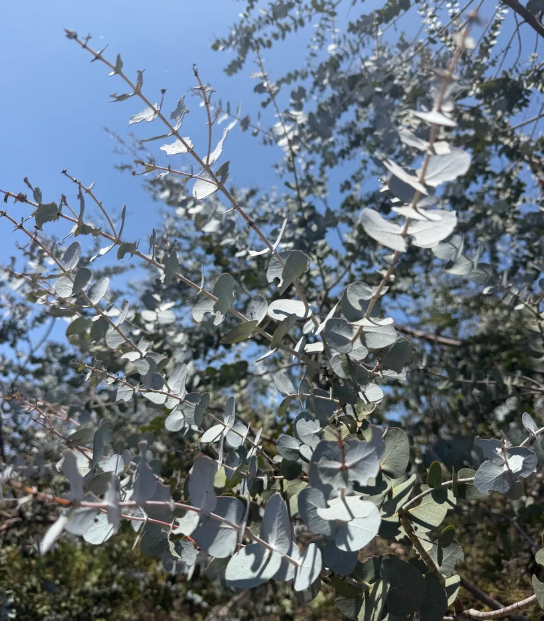 Eucalyptus Seed Variety Pack – 6 Varieties, 600 Seeds
