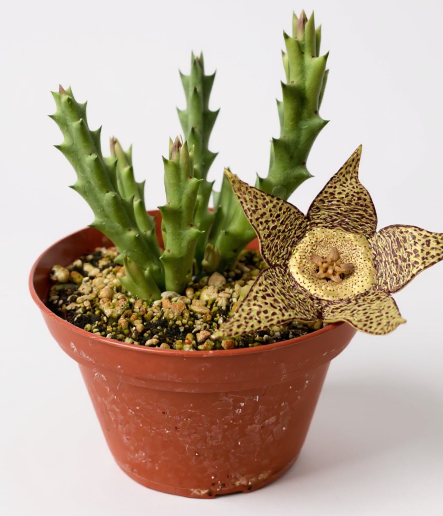Stapelia variegata (Starfish Flower) – 100 Seeds