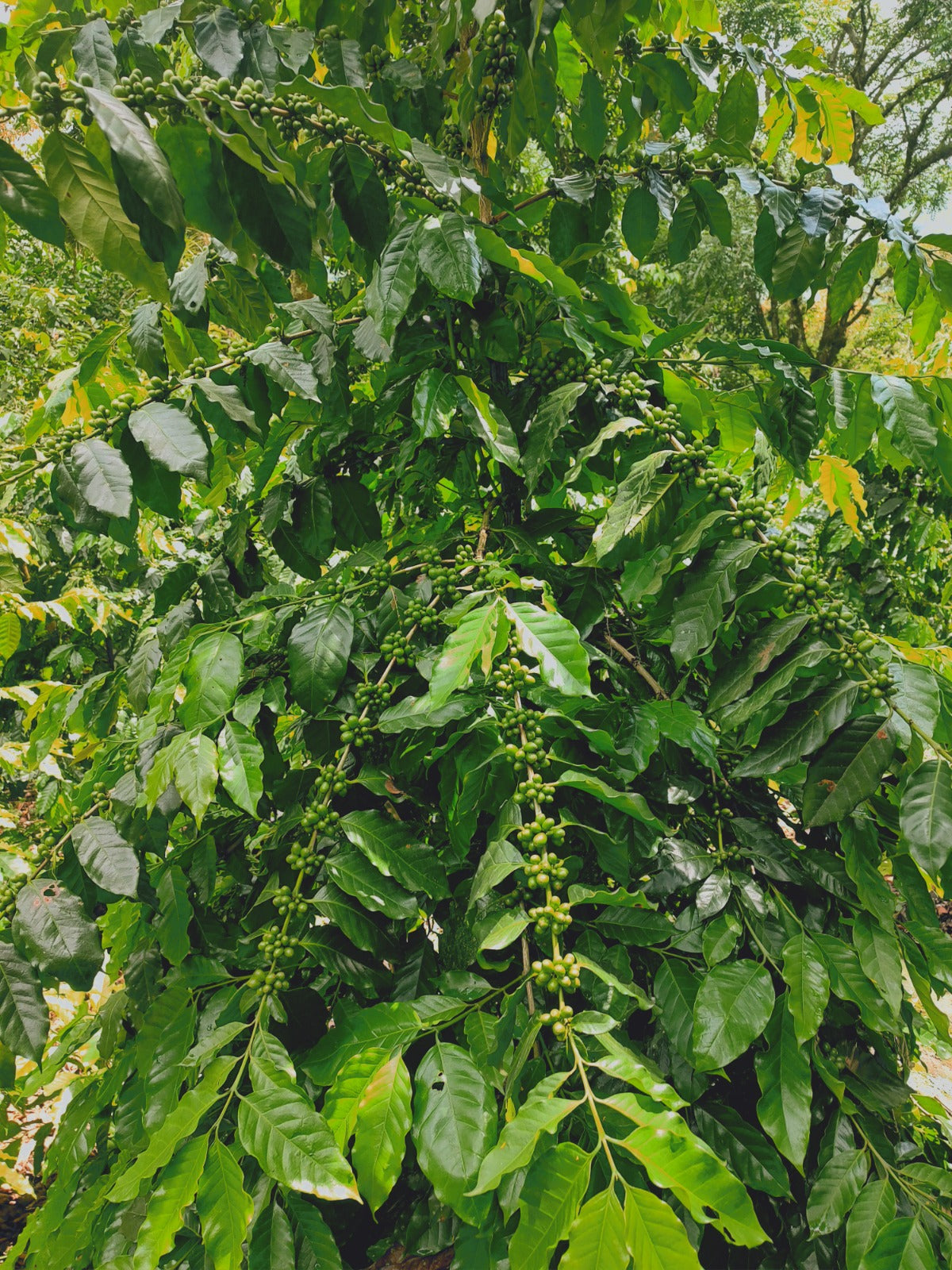 Coffee arabica ‘Aztec Gold’ (Oro Azteca / Dwarf Coffee) - 1,000 Seeds