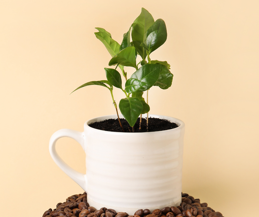 Most People Never See This Stage of Coffee