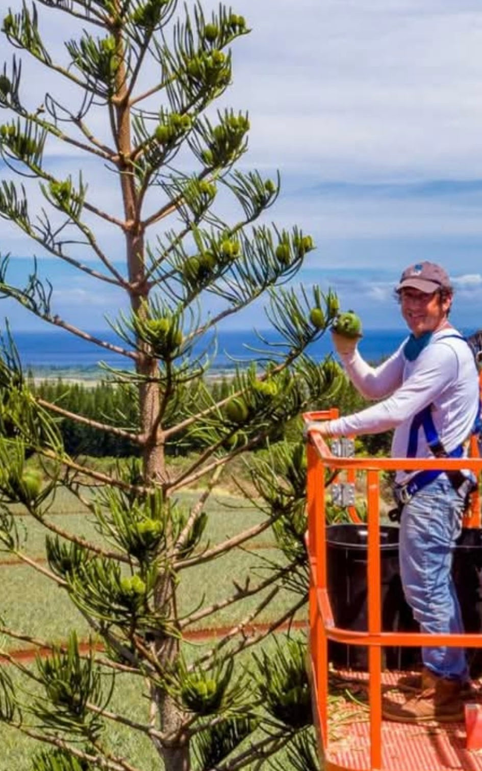 Norfolk Island Pine Seed Season Looks Strong This Year