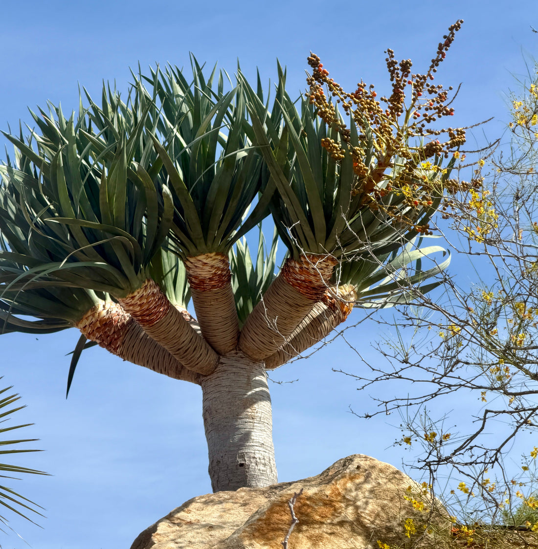 Waiting on Dragon Tree Seeds – Almost There
