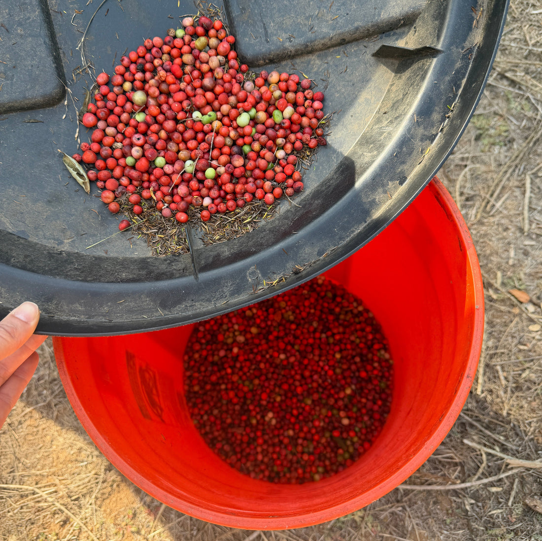Asparagus meyeri Seeds – Foxtail Fern Harvest