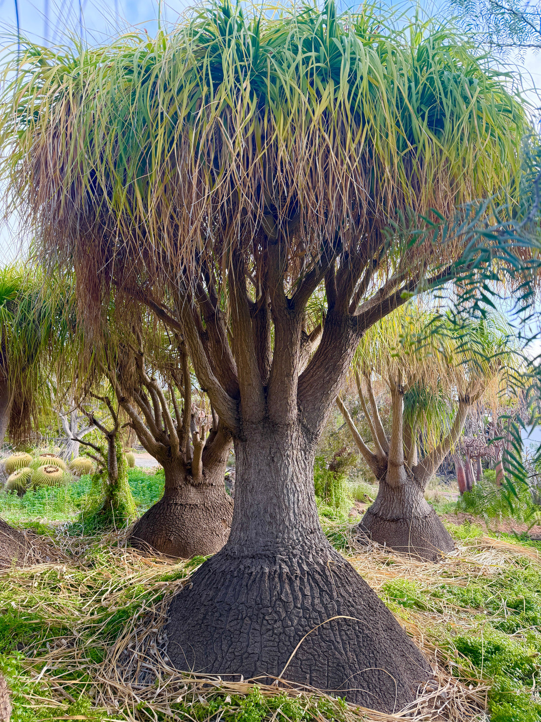 Beaucarnea recurvata (Ponytail Palm) – Seed Production at Elfland Nursery