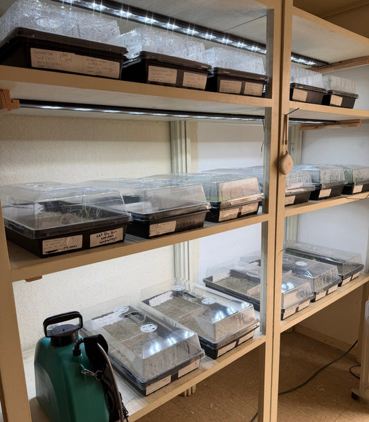 Our Approach to Seed Quality and Germination Testing