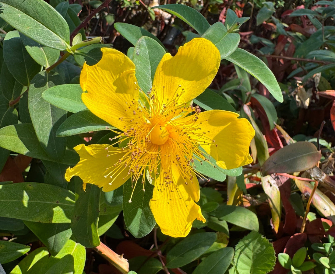 A Look Inside Our Hypericum calycinum (Creeping St. John’s Wort) Seed Harvest