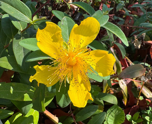 A Look Inside Our Hypericum calycinum (Creeping St. John’s Wort) Seed Harvest