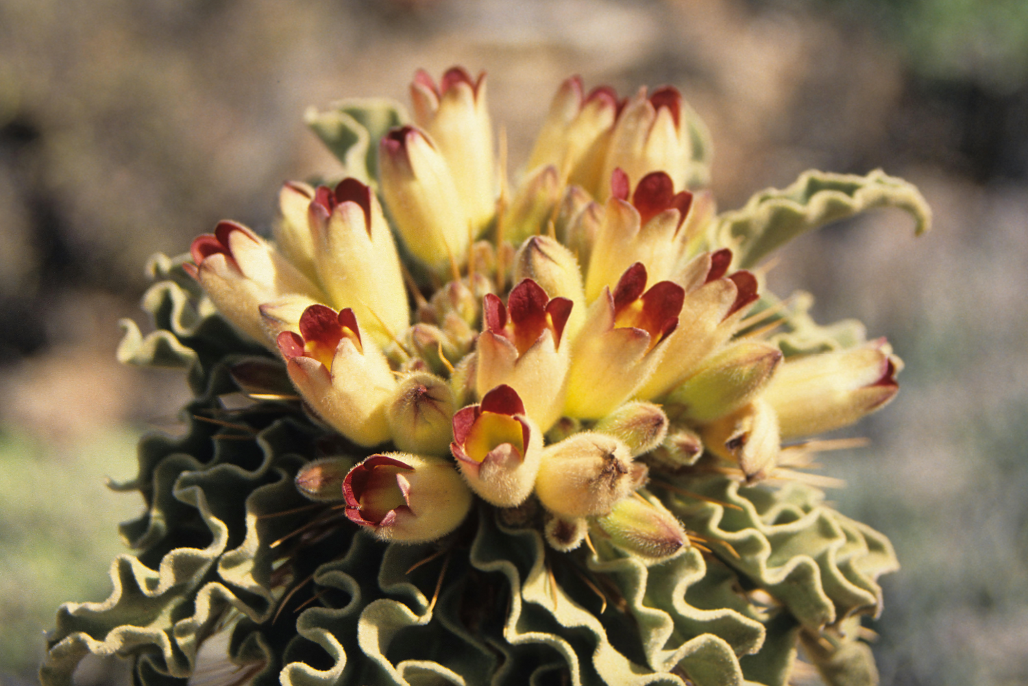 Specialty & Collector Seeds