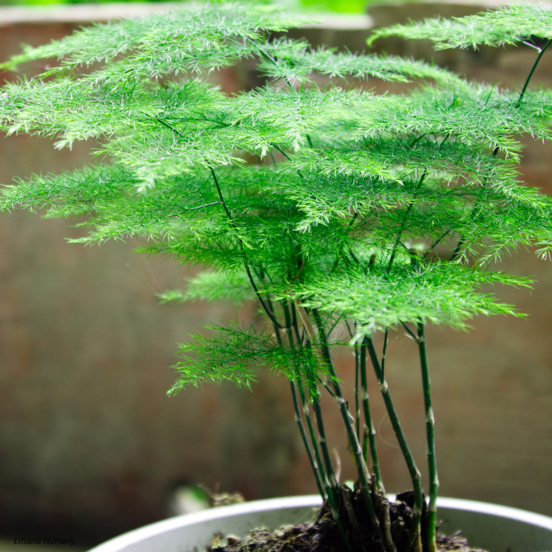 Asparagus plumosus ‘Nana’ (Dwarf Asparagus Fern) - 1,000 Seeds -  Bulk