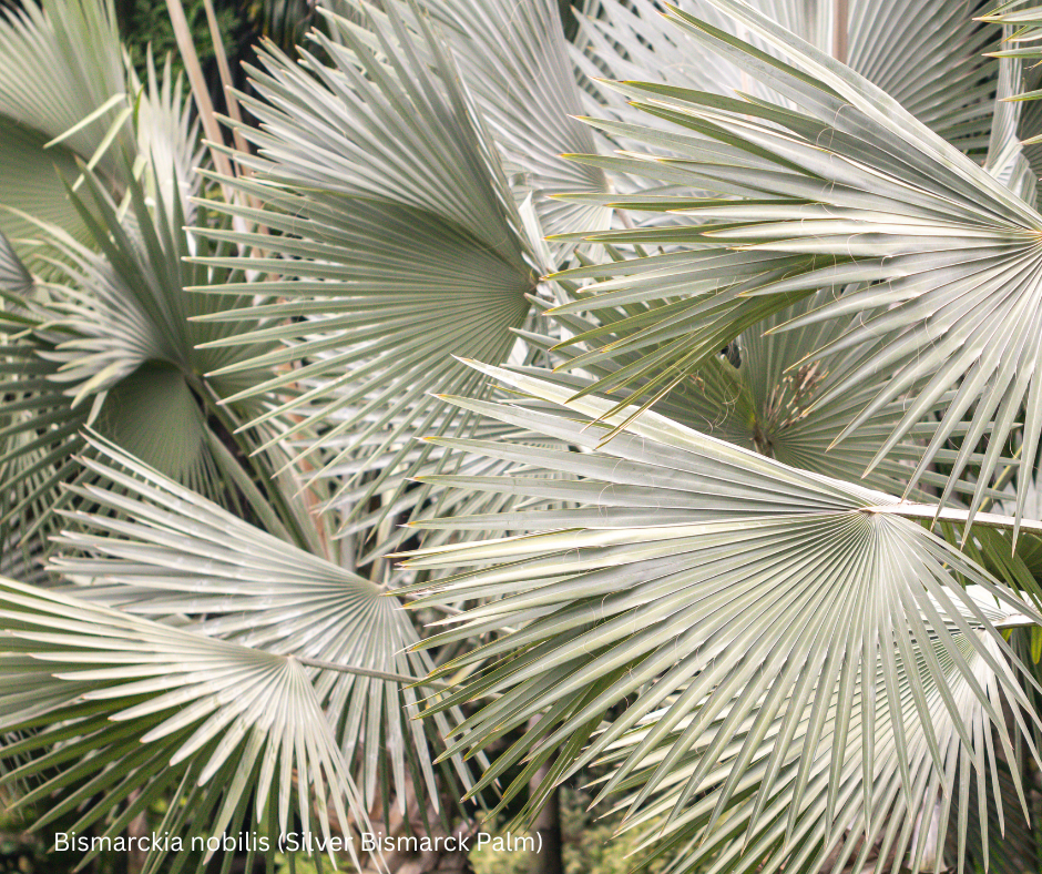 Bismarckia nobilis (Silver Bismarck Palm) - 100 Seeds -  Bulk