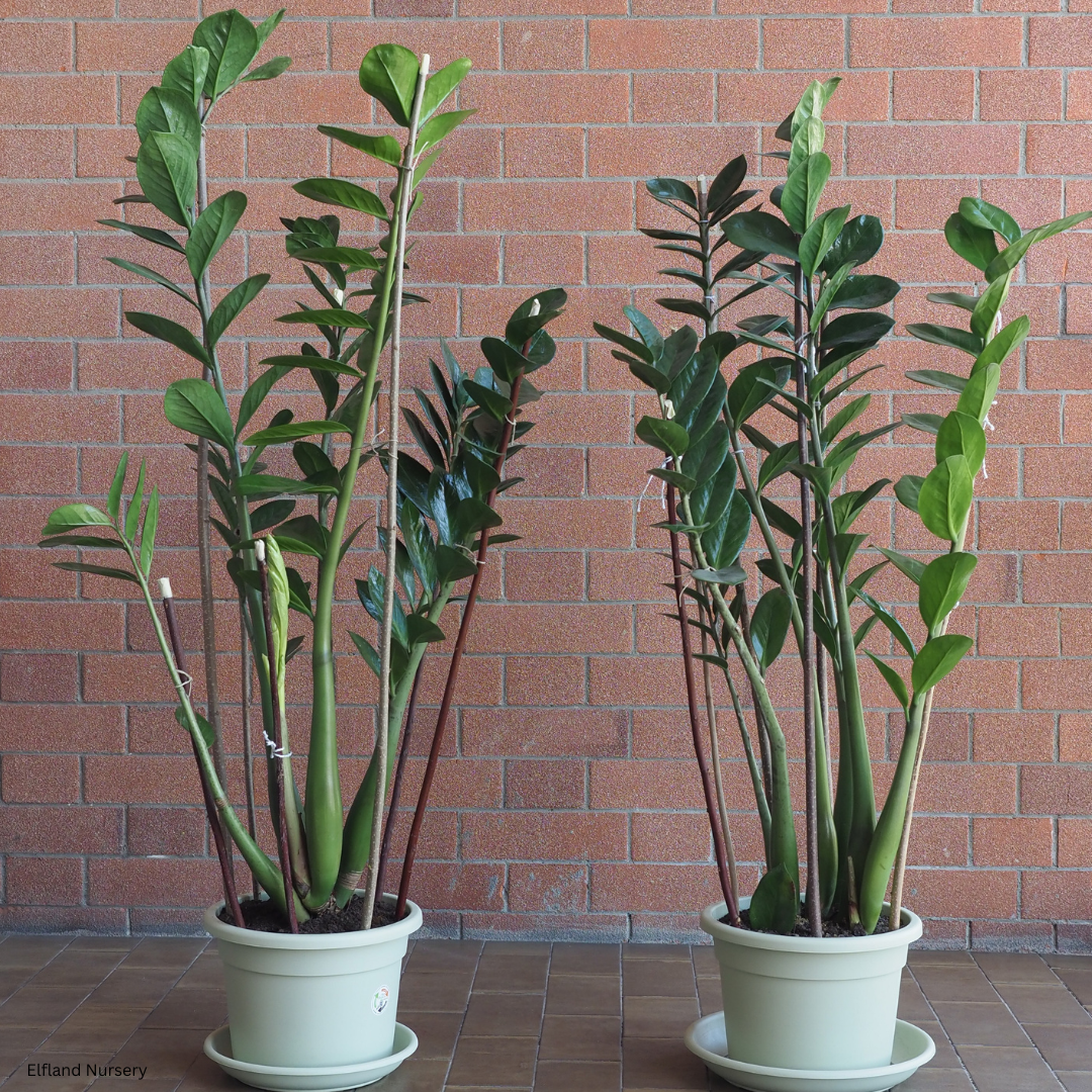 Zamia furfuracea (Cardboard Palm, Cardboard Cycad) - 1000 Seeds - Bulk