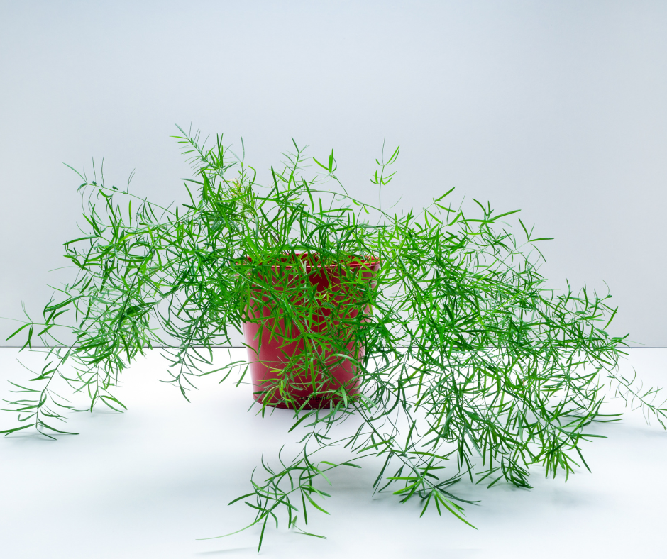 Asparagus sprengeri (Sprenger’s Asparagus Fern) - 1,000 Seeds - Wholesale Bulk