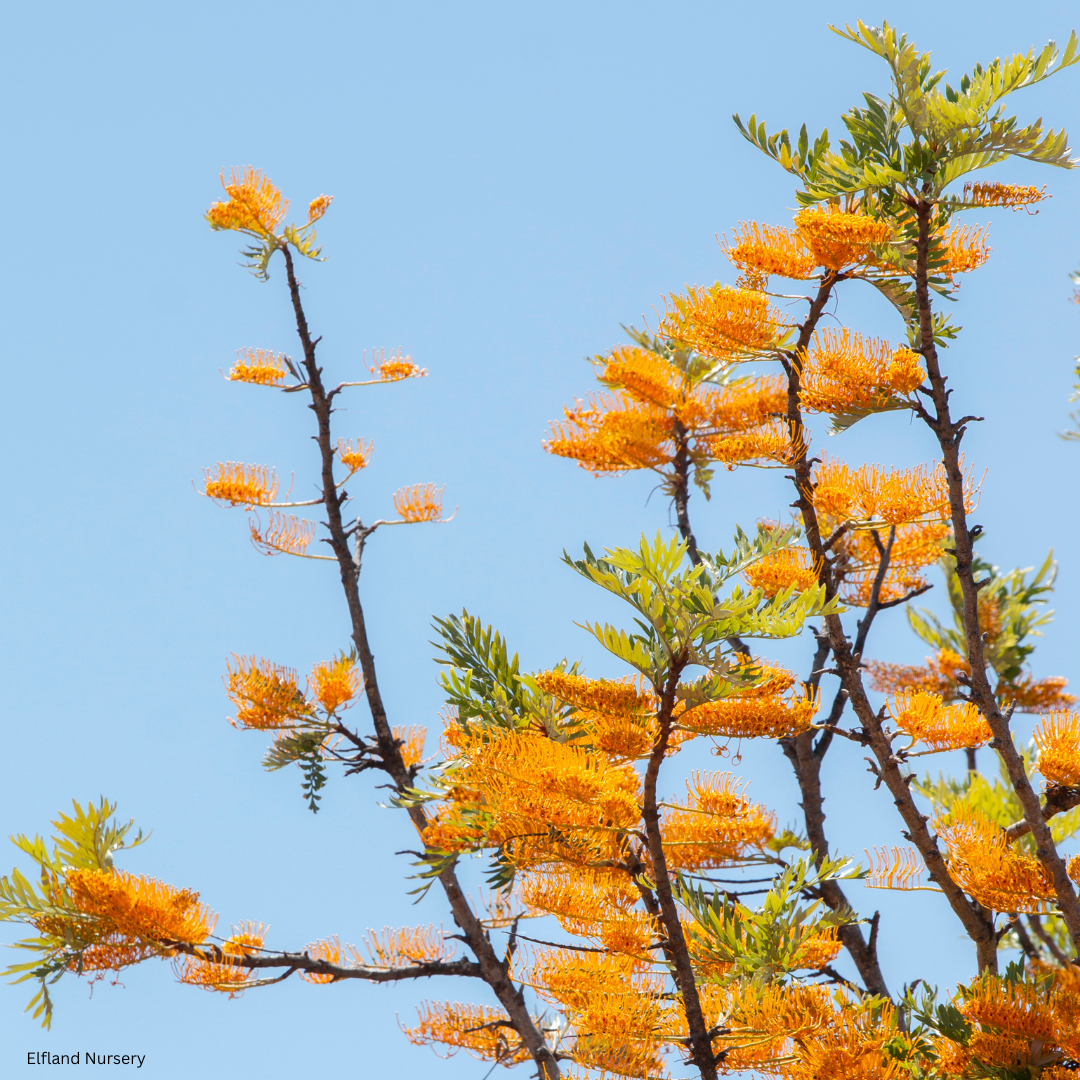 Grevillea robusta (Silk Oak, Silver Oak) - 1000 Seeds - Bulk