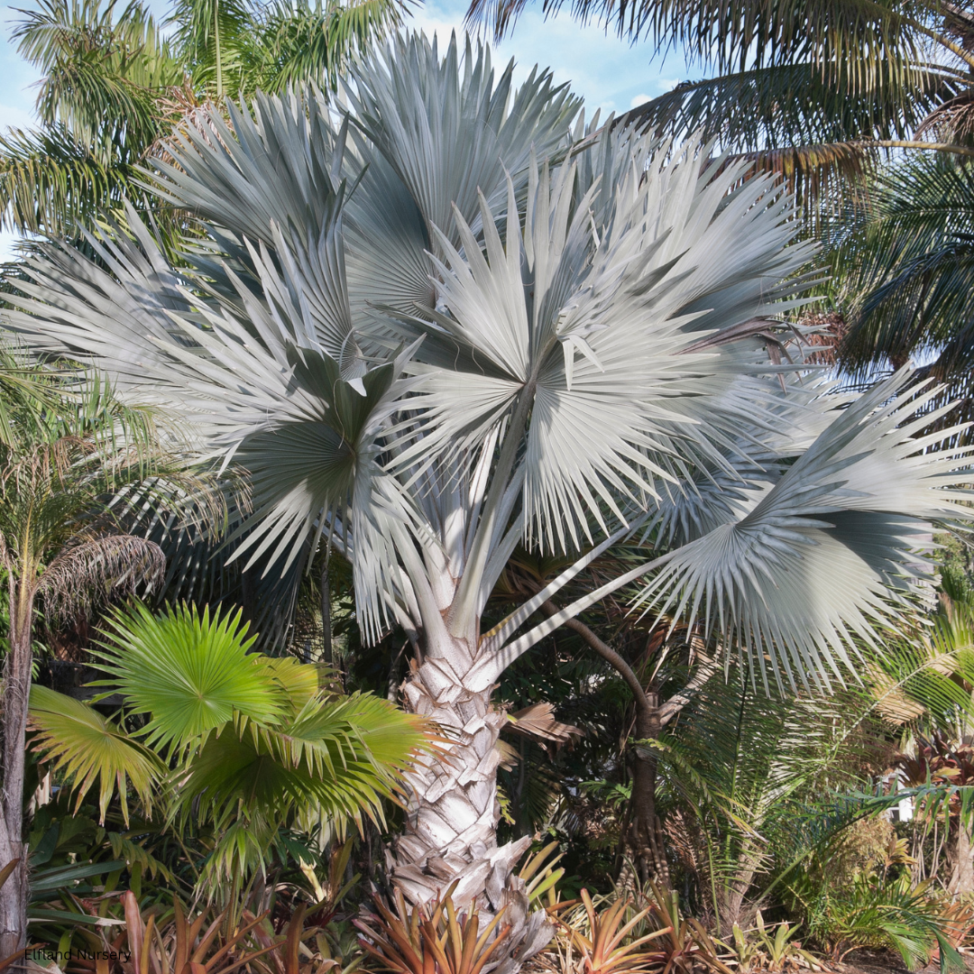 Bismarckia nobilis (Silver Bismarck Palm) - 100 Seeds -  Bulk