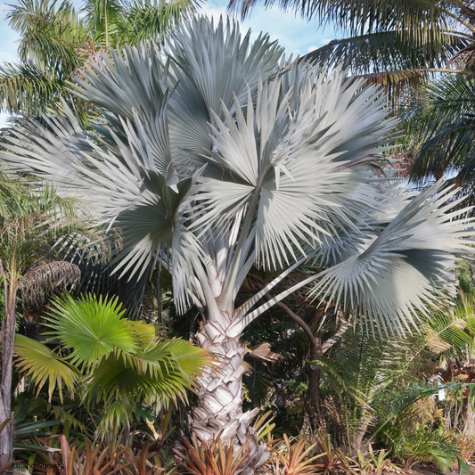 Bismarckia nobilis (Silver Bismarck Palm) - 100 Seeds -  Bulk