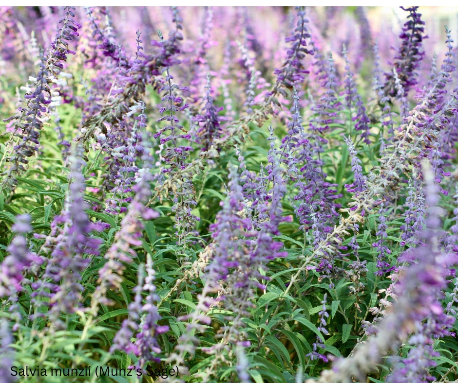 Salvia munzii (Munz’s Sage) - 1,000 Seeds - Bulk
