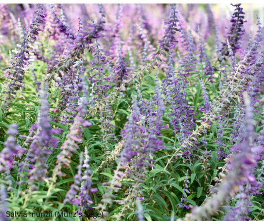 Salvia munzii (Munz’s Sage) - 1,000 Seeds - Bulk