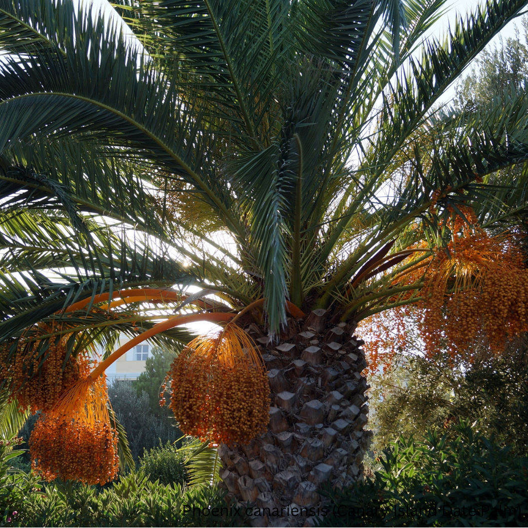 Phoenix canariensis (Canary Island Date Palm) - 1,000 Seeds -  Bulk