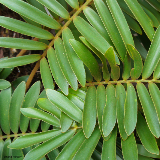 Zamia furfuracea (Cardboard Palm, Cardboard Cycad) - 1000 Seeds - Bulk
