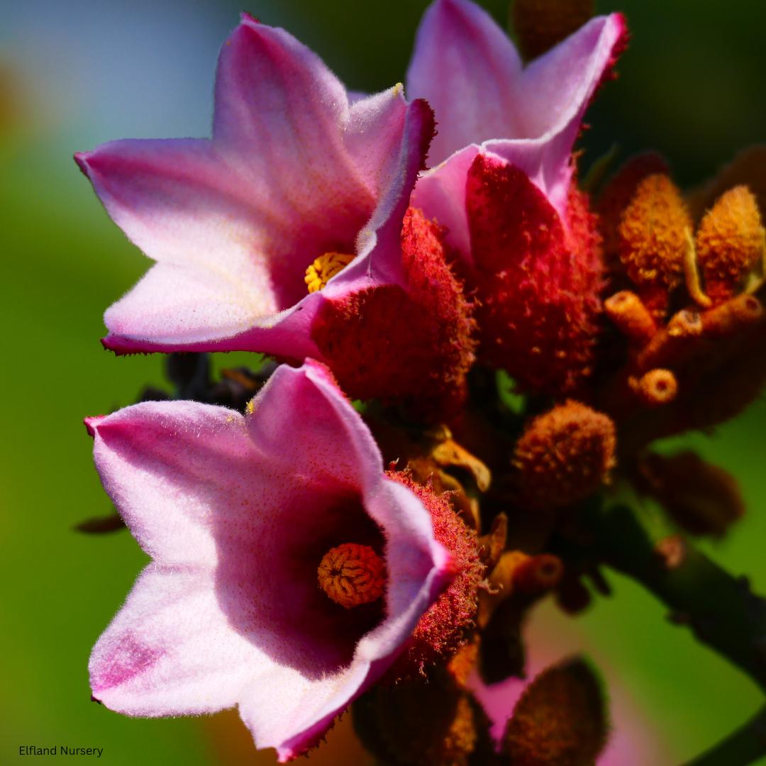 Brachychiton discolor (Pink Flame Tree) - 1000 Seeds - Bulk