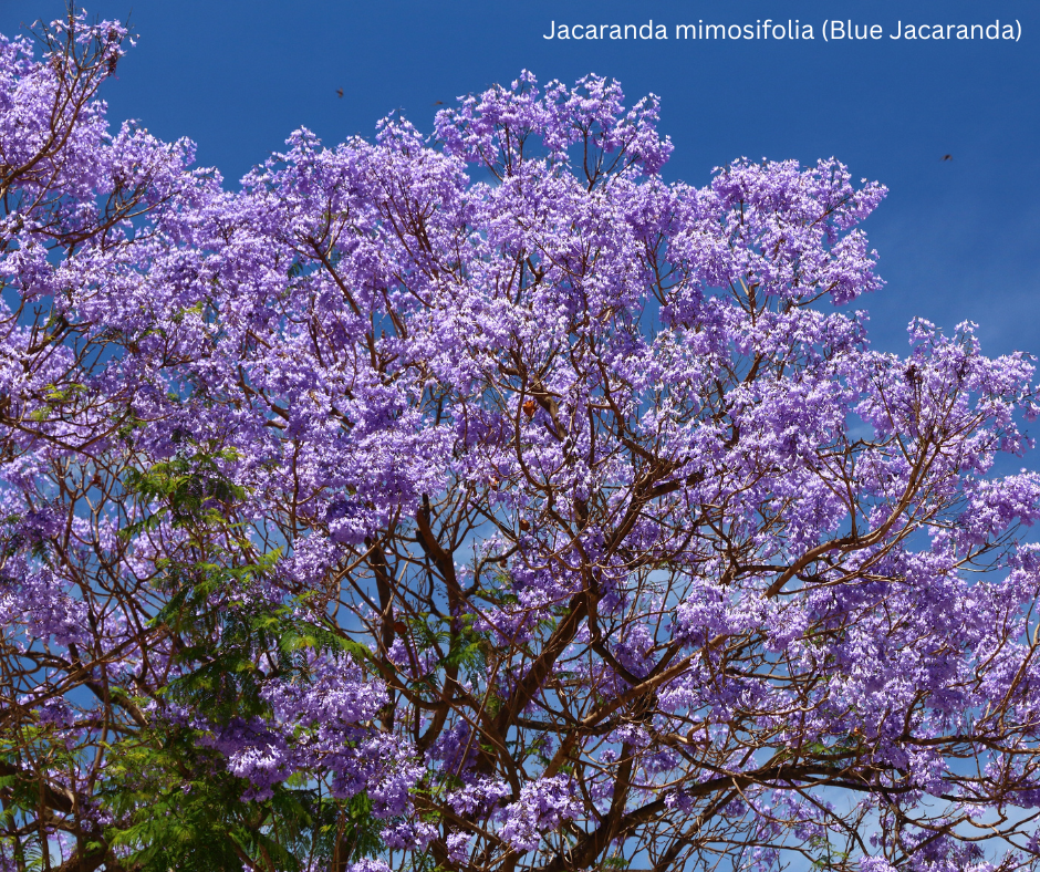 Jacaranda mimosifolia (Blue Jacaranda) - 1,000 Seeds - Bulk
