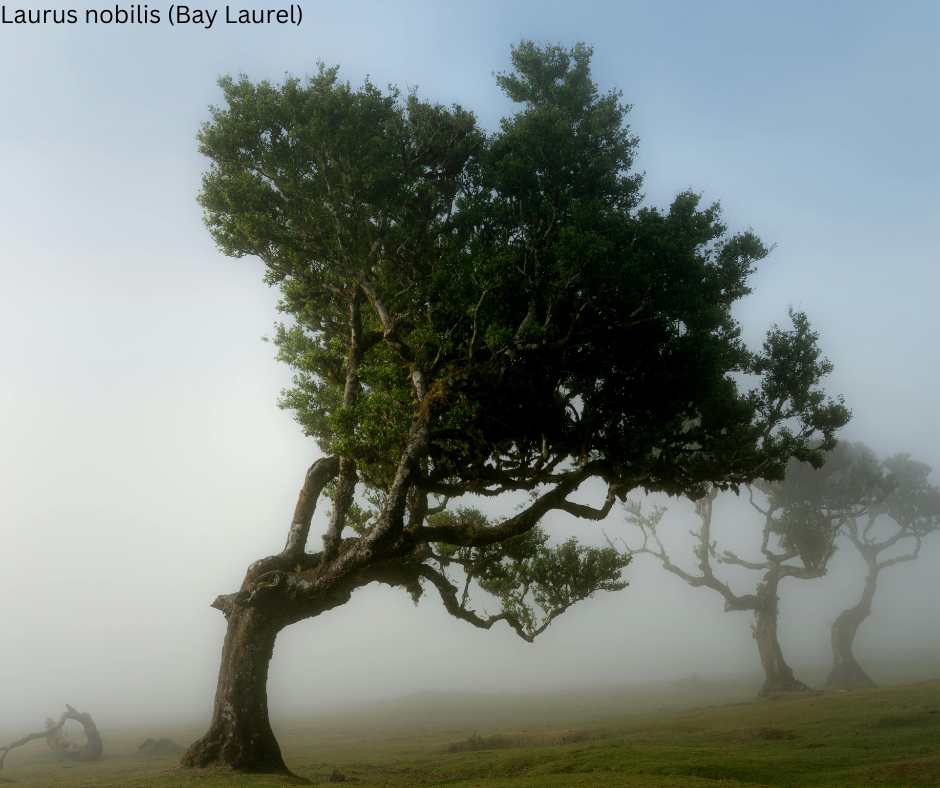 Laurus nobilis (Bay Laurel) - 1,000 Seeds - Bulk