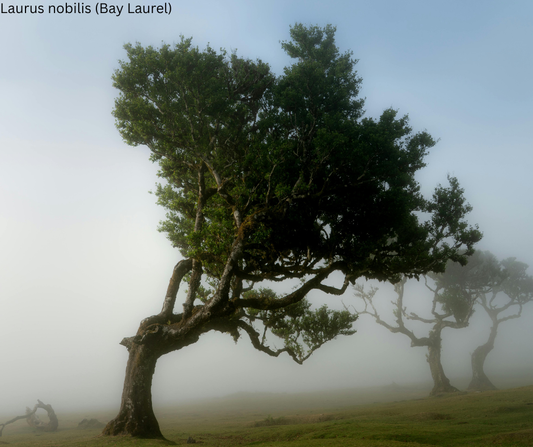 Laurus nobilis (Bay Laurel) - 1,000 Seeds - Bulk
