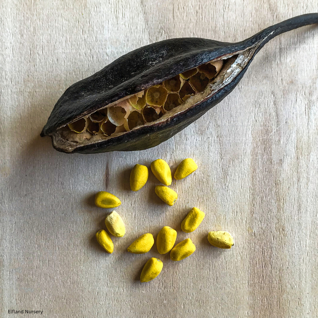 Brachychiton populneus (Kurrajong Tree) - 1000 Seeds - Bulk