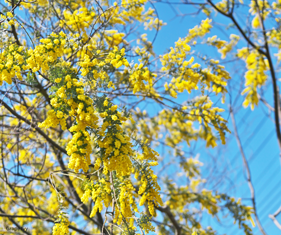 Acacia baileyana (Golden Wattle) - 1,000 Seeds - Bulk