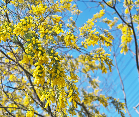 Acacia baileyana (Golden Wattle) - 1,000 Seeds - Bulk