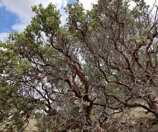Arctostaphylos manzanita (Common Manzanita) - 100 Seeds - Bulk