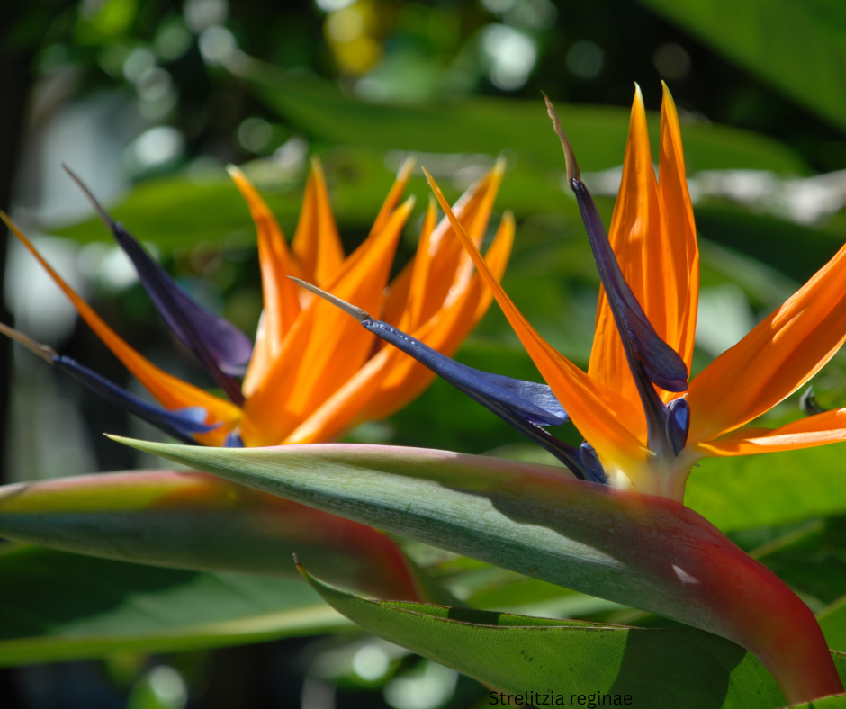 Strelitzia reginae (Bird of Paradise) - 1,000 Seeds - Bulk