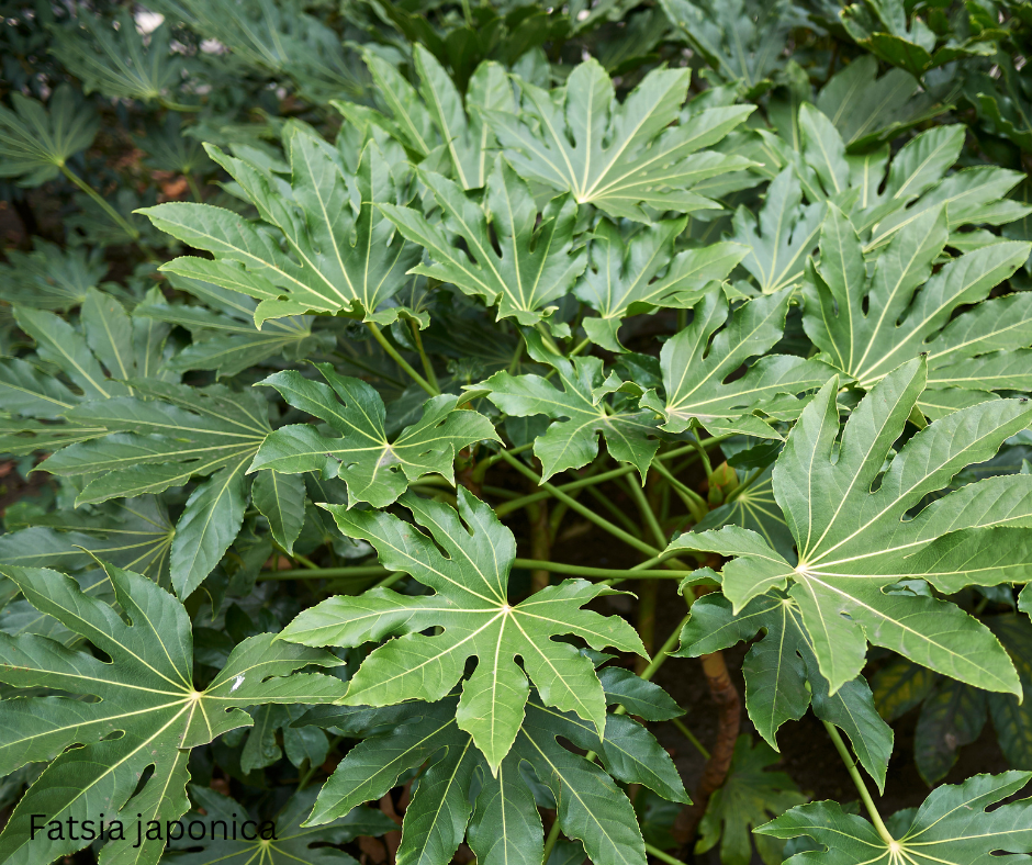 Fatsia japonica (Japanese Aralia) - 1,000 Seeds - Bulk