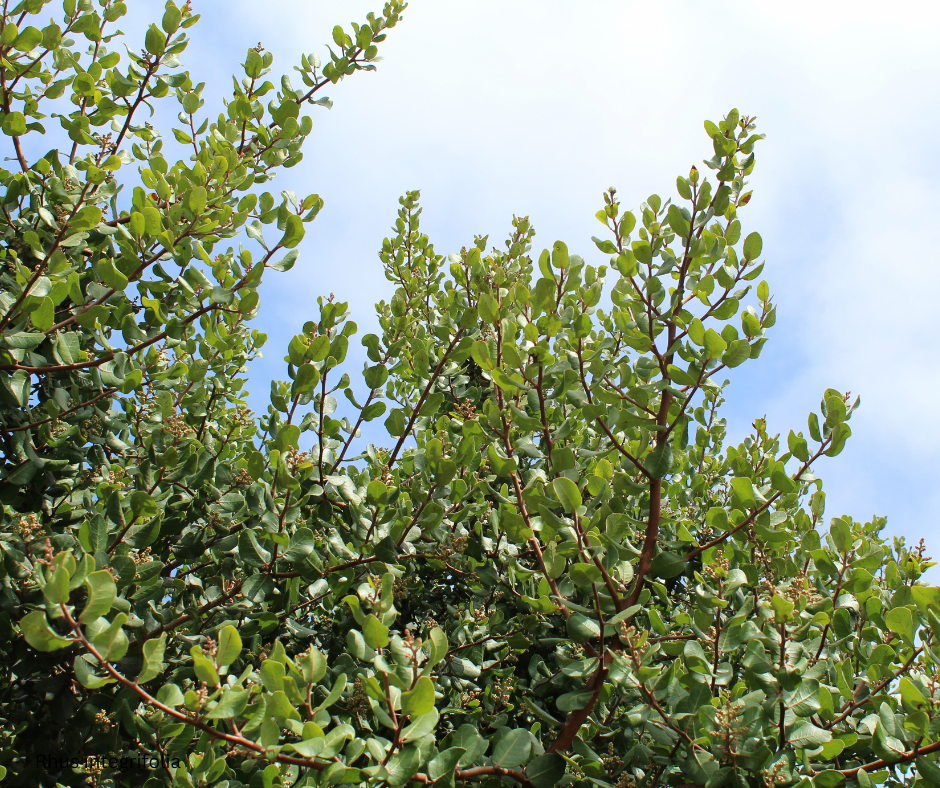 Rhus integrifolia (Lemonade Berry) - 1,000 Seeds -  Bulk