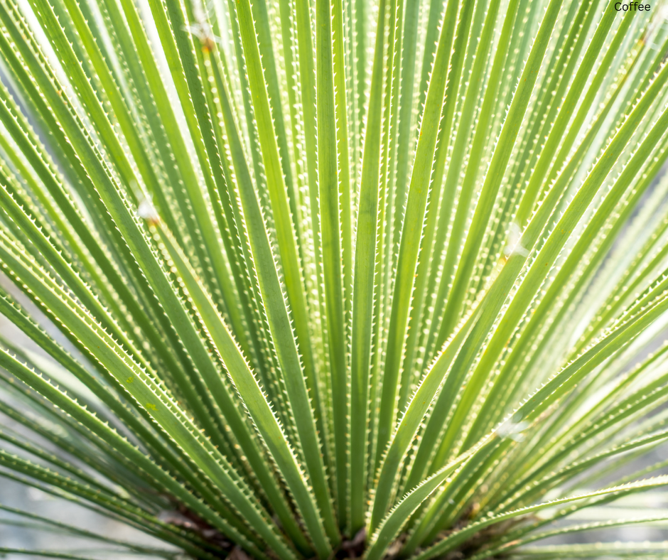 Dasylirion longissimum (Mexican Grass Tree) - 1,000 Seeds - Bulk