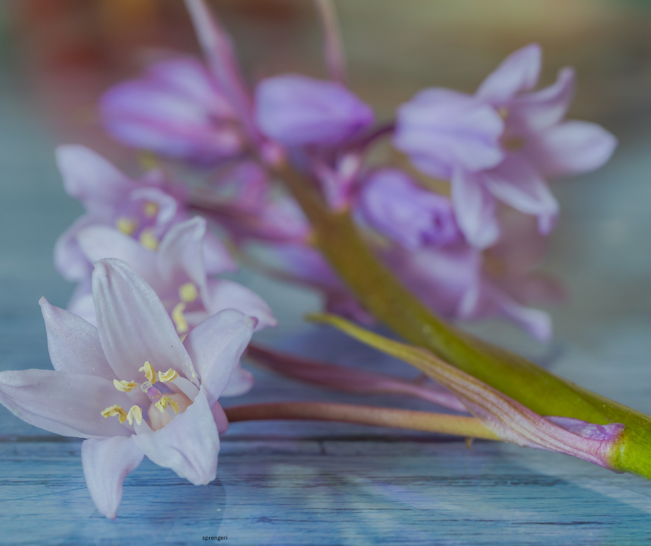 Tulbaghia violacea (Society Garlic) - 1,000 Seeds - Bulk