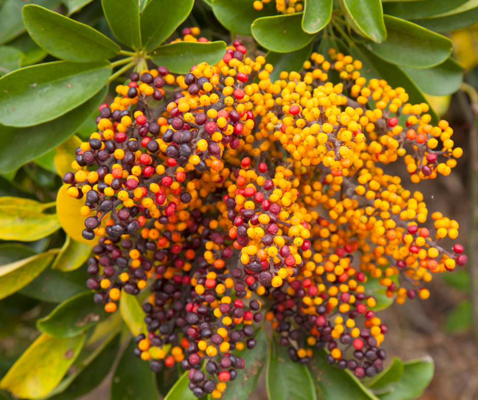 Schefflera arboricola (Dwarf Umbrella Tree) - 1,000 Seeds - Bulk
