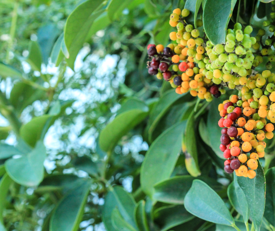 Schefflera arboricola (Dwarf Umbrella Tree) - 1,000 Seeds - Bulk