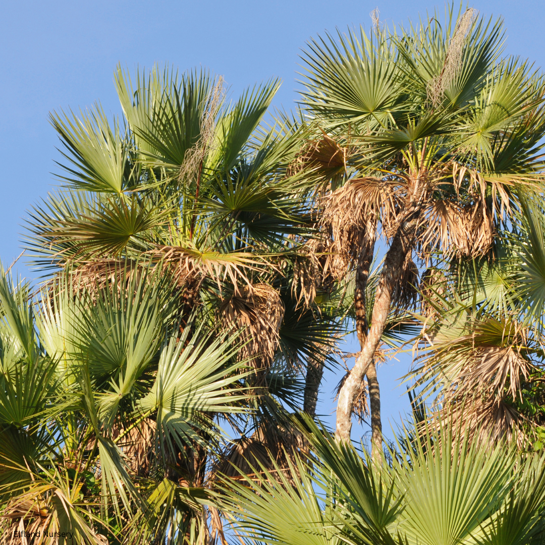 Sabal domingensis (Dominican Palmetto) - 1000 Seeds - Bulk