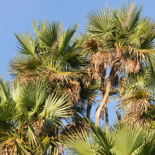 Sabal domingensis (Dominican Palmetto) - 1000 Seeds - Bulk