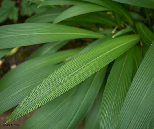 Setaria palmifolia (Palm Grass, Highland Pitpit) - 1000 Seeds - Bulk