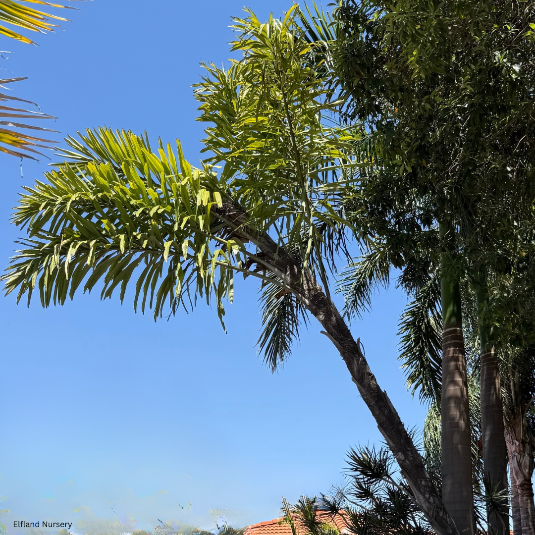 Wallichia disticha (Tashe Palm, Distichous Fishtail Palm) - 100 Seeds - Bulk