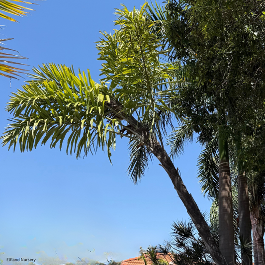 Wallichia disticha (Tashe Palm, Distichous Fishtail Palm) - 100 Seeds - Bulk