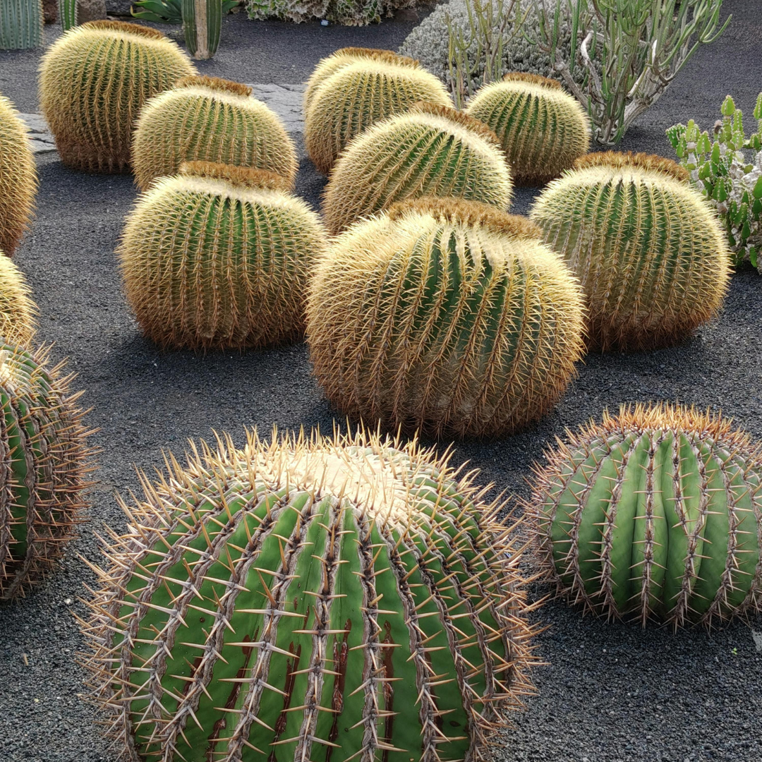 Echinocactus grusonii (Golden Barrel Cactus) - 1000 Seeds - Bulk