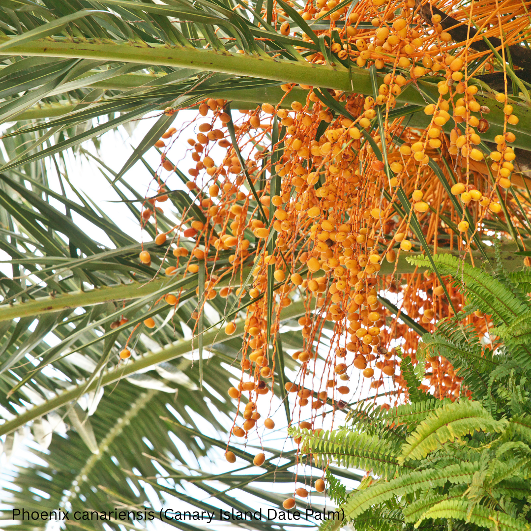 Phoenix canariensis (Canary Island Date Palm) - 1,000 Seeds -  Bulk